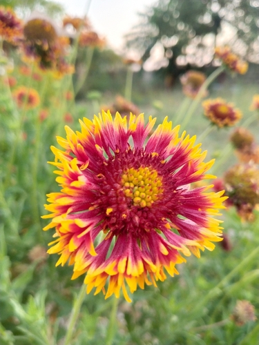 firewheel
