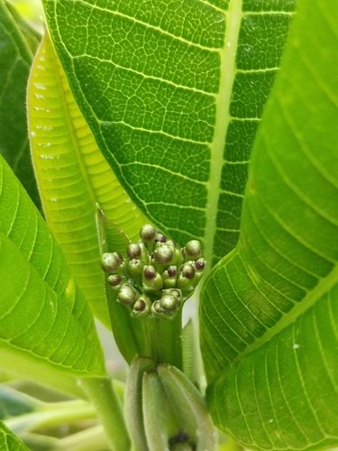 Singapore graveyard flower