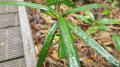 Podocarpus grayae