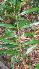 Podocarpus grayae