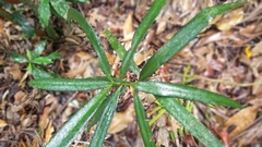 Podocarpus grayae