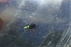 Gastrophysa cyanea