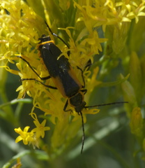 Chauliognathus deceptus