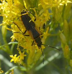 Chauliognathus deceptus