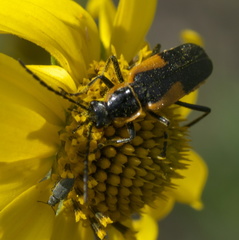 Chauliognathus deceptus