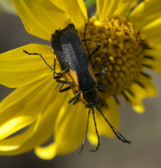 Chauliognathus deceptus