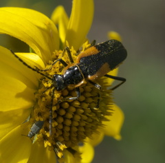 Chauliognathus deceptus