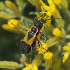 Chauliognathus deceptus