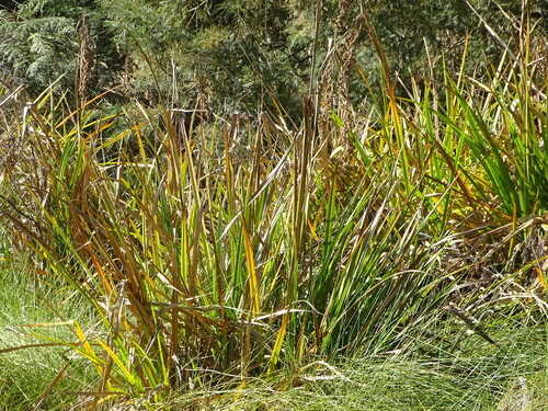 Vlei Sedge (Carpha glomerata)