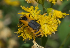 Chauliognathus deceptus