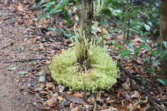 Baccaurea parviflora, photograph (c) Steven Bodzin, some rights reserved (CC BY)