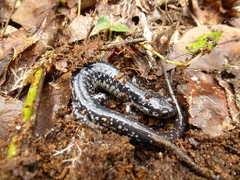 Plethodon variolatus