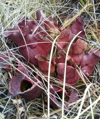 Sarracenia purpurea venosa