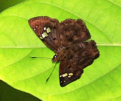 Coladenia kehelatha