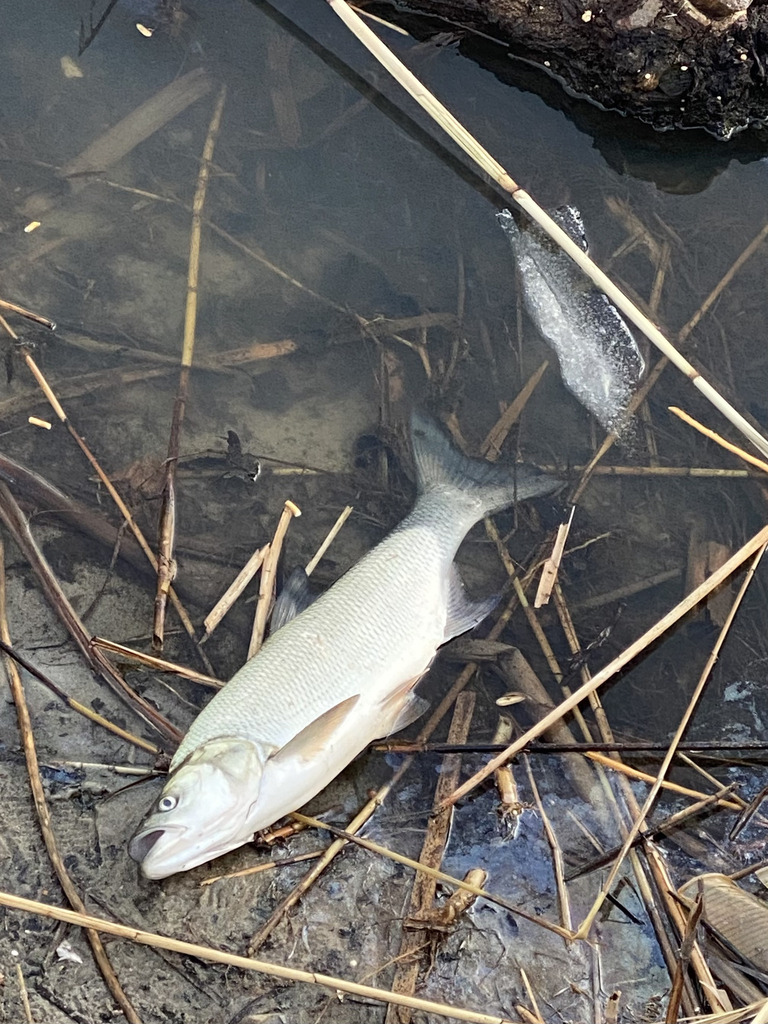 Asp (Leuciscus aspius) — Cyprinidae