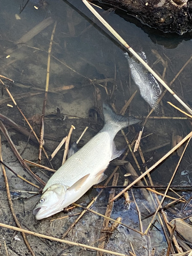Asp (Leuciscus aspius) — Cyprinidae