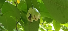Syzygium aqueum