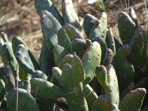 Riverina pear (Opuntia elata)