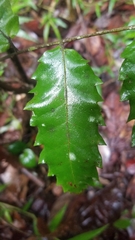 Cupaniopsis flagelliformis