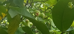 Syzygium aqueum