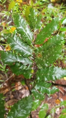 Cupaniopsis flagelliformis