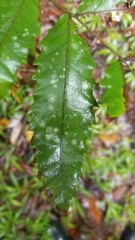 Cupaniopsis flagelliformis