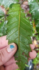 Cupaniopsis flagelliformis