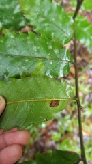 Cupaniopsis flagelliformis