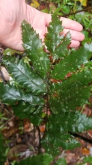 Cupaniopsis flagelliformis