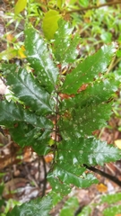 Cupaniopsis flagelliformis