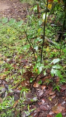 Cupaniopsis flagelliformis