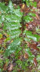 Cupaniopsis flagelliformis