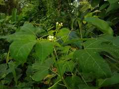 Cnidoscolus tubulosus