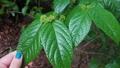 Callicarpa candicans