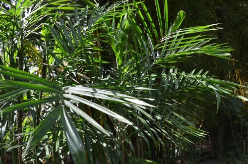 Reed Palm