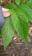 Callicarpa candicans