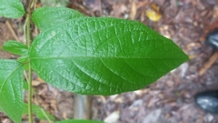 Callicarpa candicans