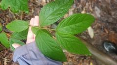 Callicarpa candicans