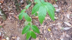 Callicarpa candicans