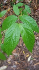 Callicarpa candicans