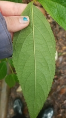 Callicarpa candicans