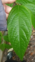 Callicarpa candicans