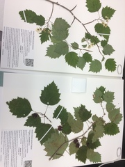 Crataegus schuettei