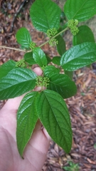 Callicarpa candicans