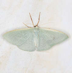 Prasinocyma ocyptera