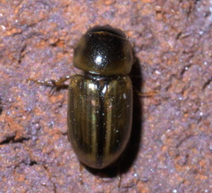 Labarrus cincticulus