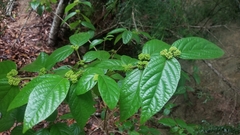 Callicarpa candicans