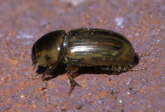 Labarrus cincticulus