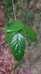 Callicarpa candicans