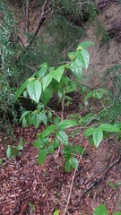 Callicarpa candicans
